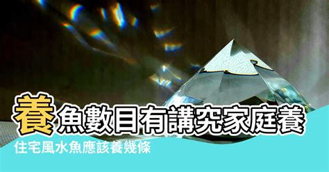 做生意養魚|做生意養魚養幾條好？辦公室養魚風水知識、講究知識